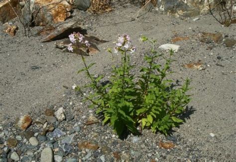 bouncing bet plant|Saponaria officinalis Profile – California Invasive Plant Council.